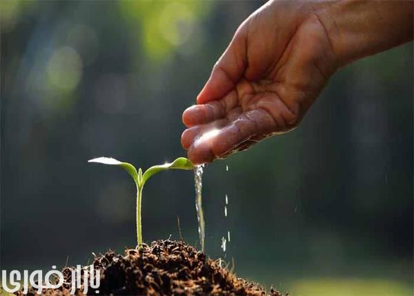  اگر کسی آمد و به شاخ و برگ های باورهایت تبر زد  