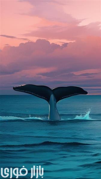  رشد کوسه ها  